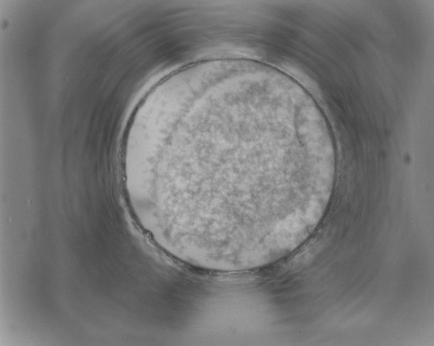 X0000075871008200610151656