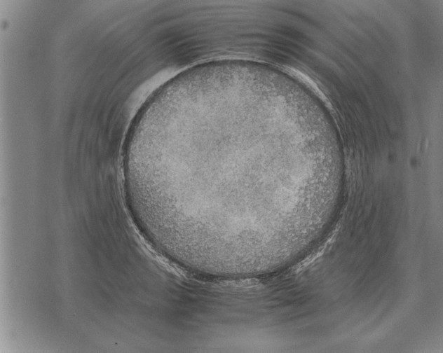 X0000075871133200610151654