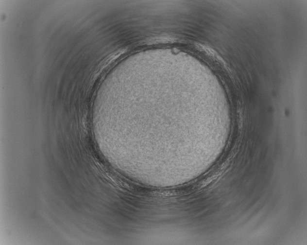 X0000075871217200610151652