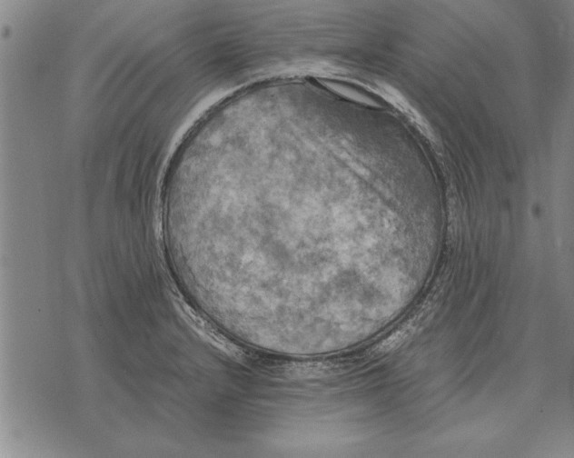 X0000075871232200610151652