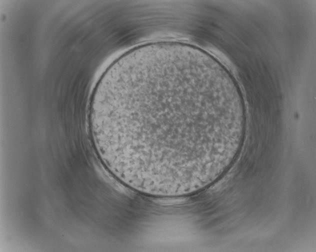 X0000075871296200610151651