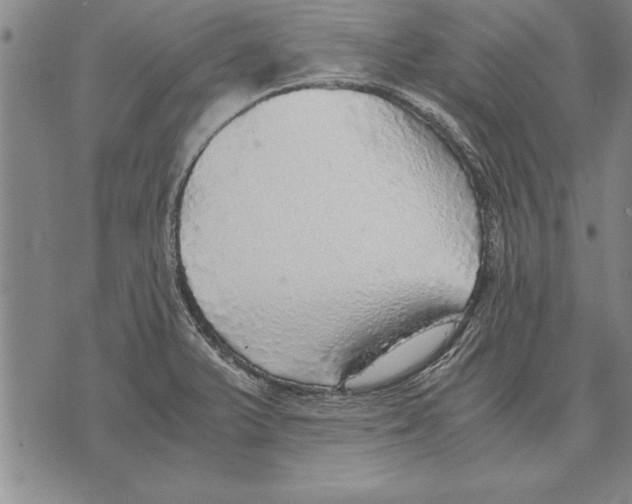 X0000075871375200610151650