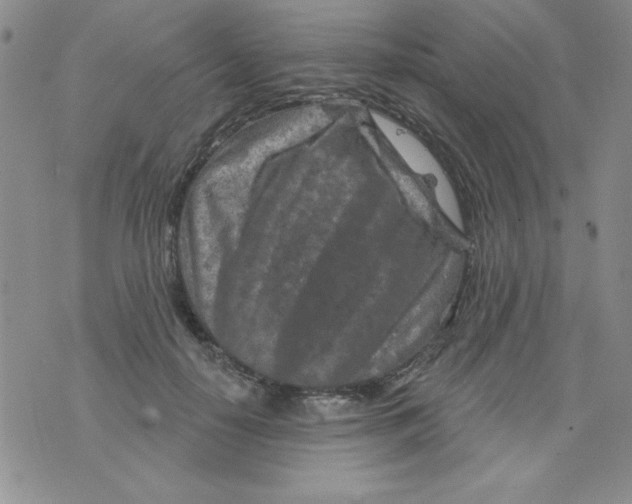X0000075880650200610062029