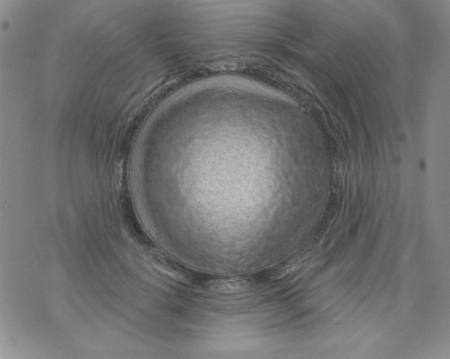 X0000075880652200610062029