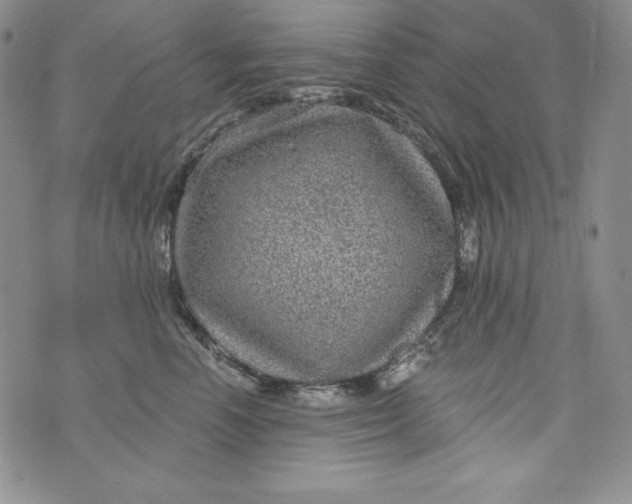 X0000075880666200610062029