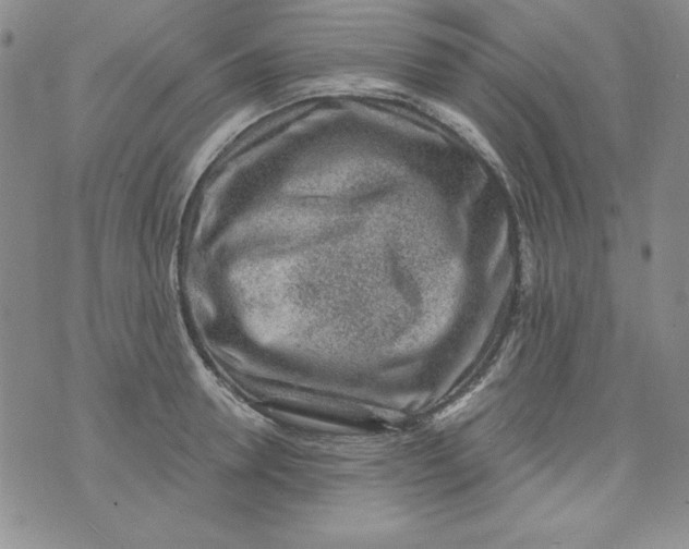 X0000075880946200610062024