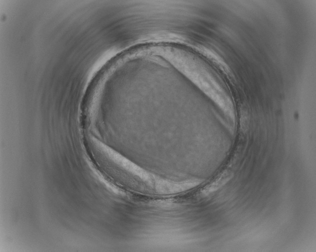 X0000075880990200610062023