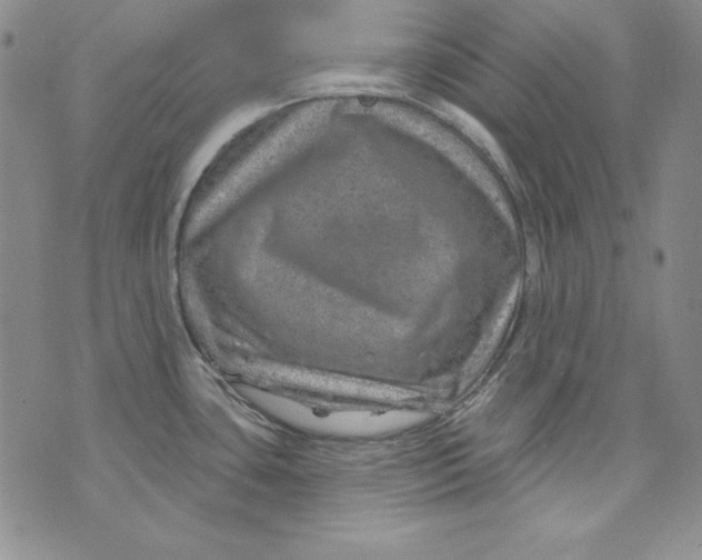 X0000075881435200610062017