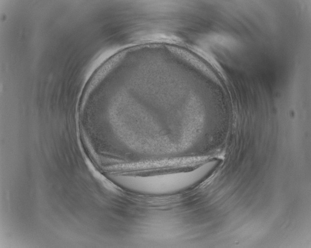 X0000075881439200610062017