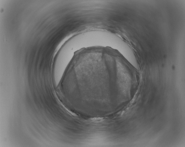X0000075880052200610151736