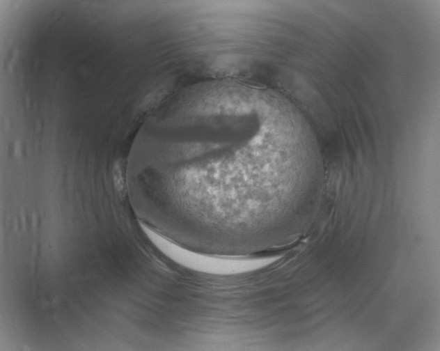 X0000075890335200609291712