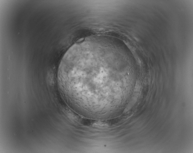 X0000075890515200609291709