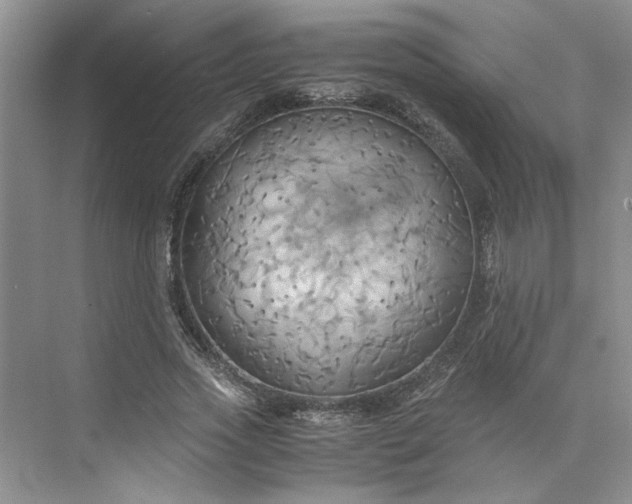 X0000075890733200609291705