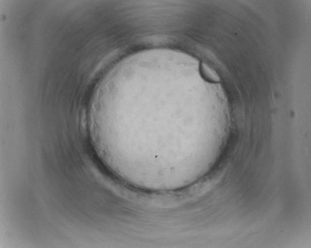 X0000075890024200610062104