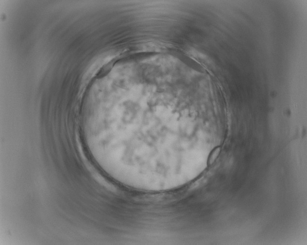 X0000075890049200610062103