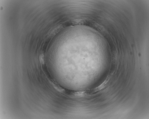 X0000075890090200610062103