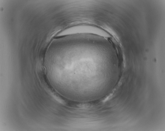 X0000075890105200610062103