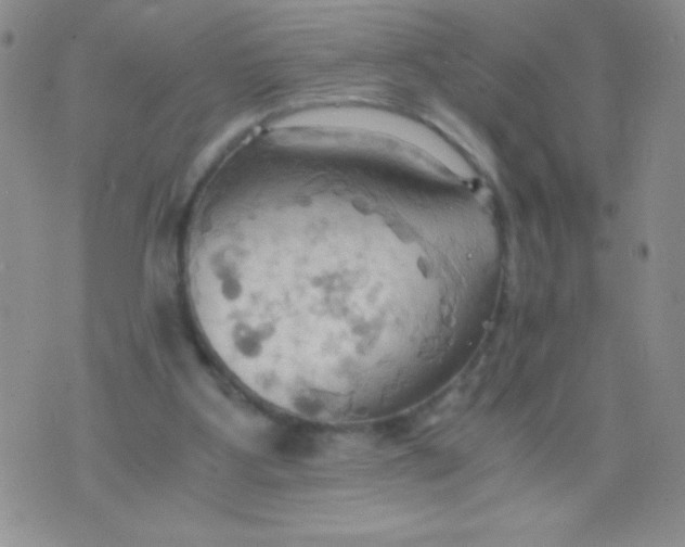 X0000075890107200610062103