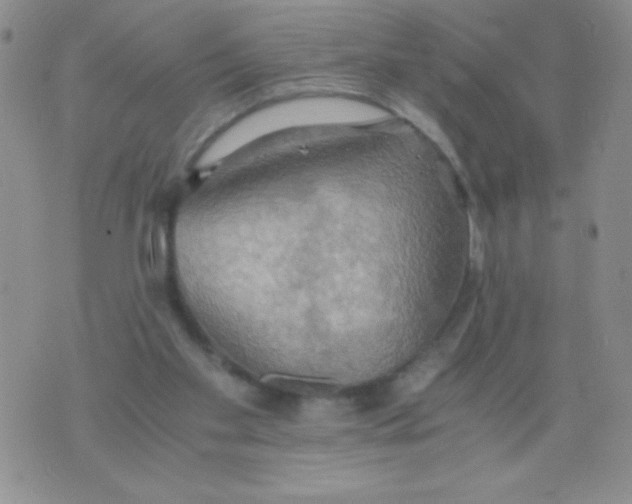 X0000075890109200610062103