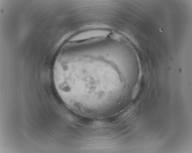 X0000075890111200610062103