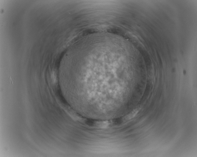 X0000075890131200610062102