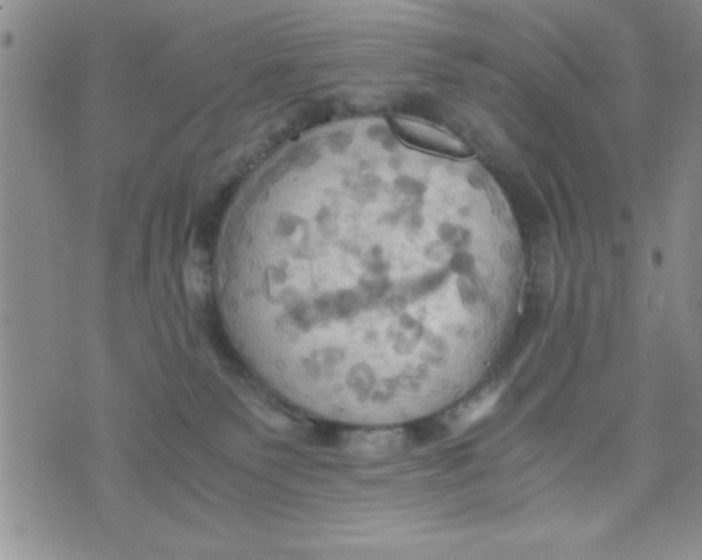 X0000075890135200610062102