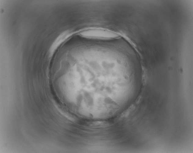 X0000075890151200610062101