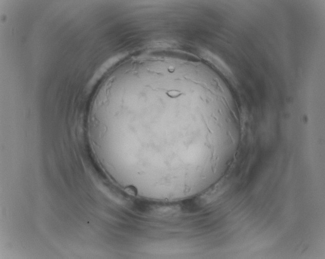 X0000075890155200610062101