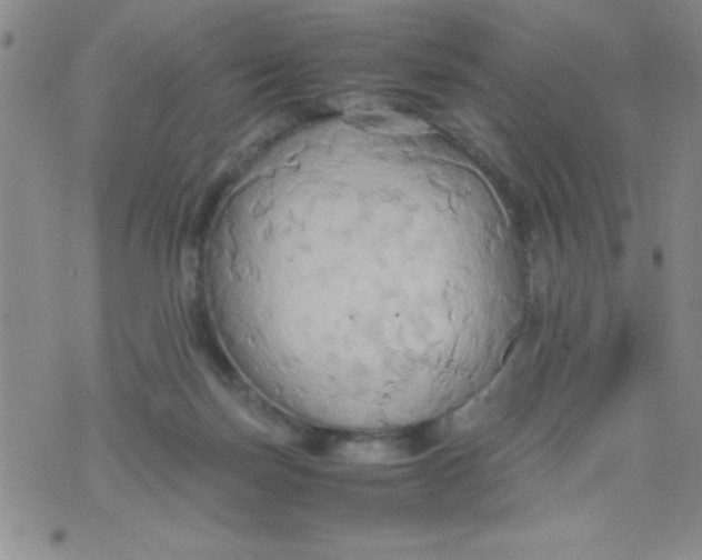 X0000075890171200610062102