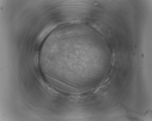 X0000075890194200610062101