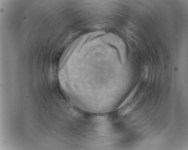 X0000075890236200610062100