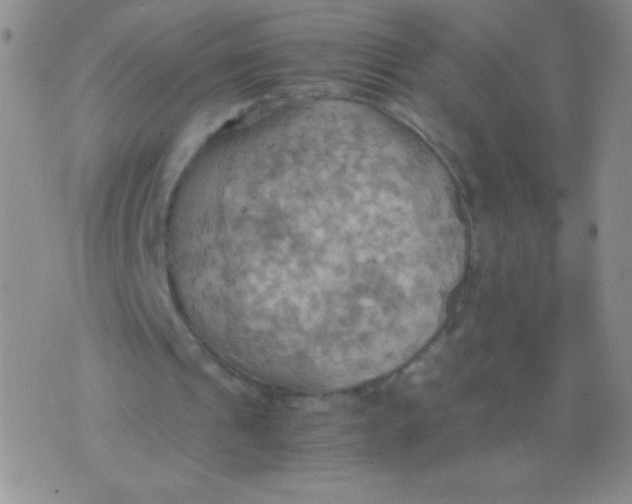 X0000075890241200610062100