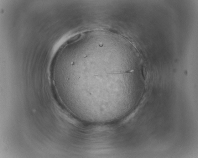 X0000075890246200610062100