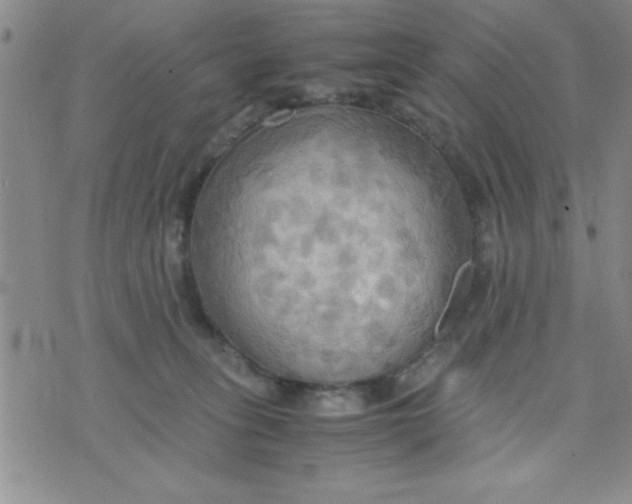 X0000075890275200610062100