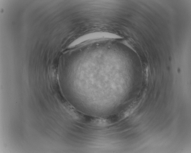 X0000075890276200610062100