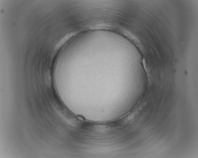 X0000075890298200610062059