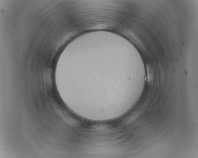 X0000075890300200610062059