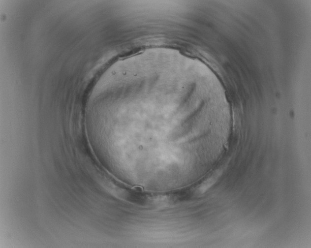 X0000075890301200610062059