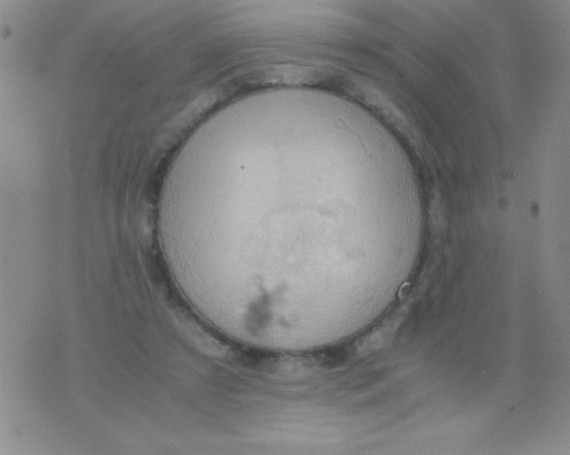 X0000075890305200610062059