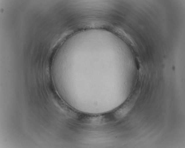 X0000075890306200610062059