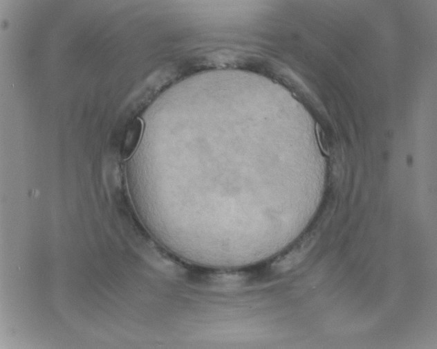 X0000075890313200610062059