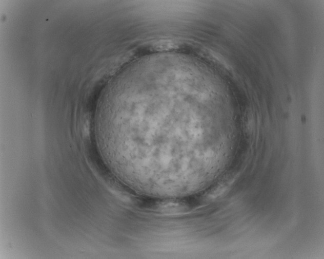 X0000075890315200610062059