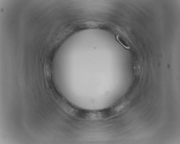 X0000075890317200610062059