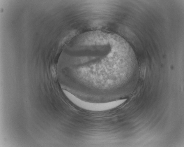 X0000075890335200610062059