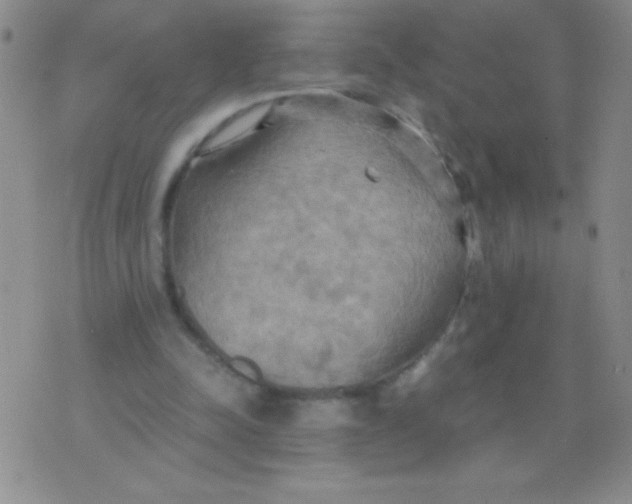 X0000075890342200610062058