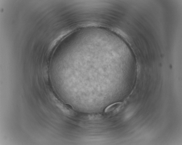 X0000075890345200610062058