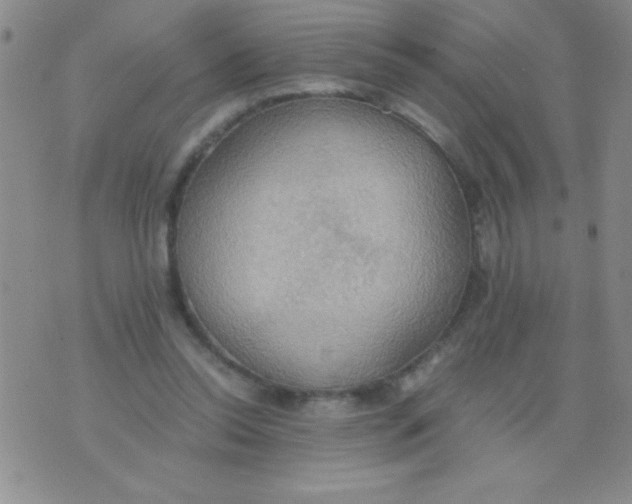 X0000075890350200610062058