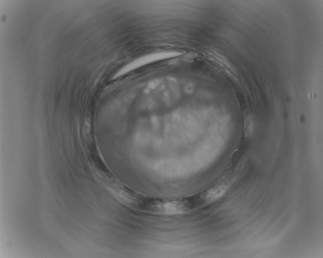 X0000075890365200610062059