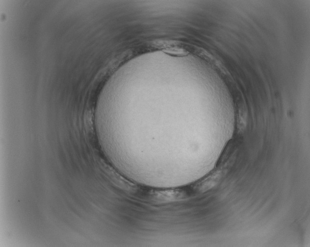 X0000075890473200610062057