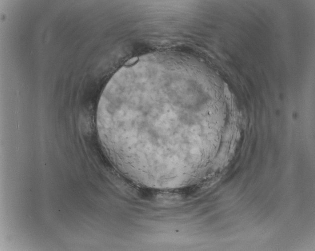 X0000075890515200610062056